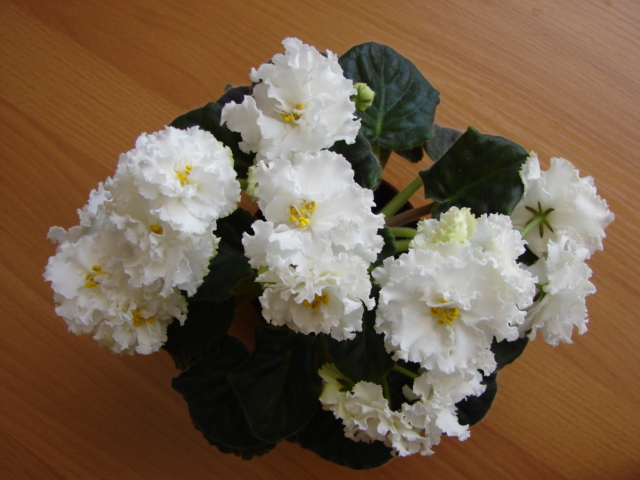 РС-Балерина (2).JPG