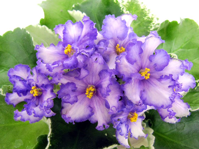 ЛЕ-Мейсенский Фарфор2.jpg