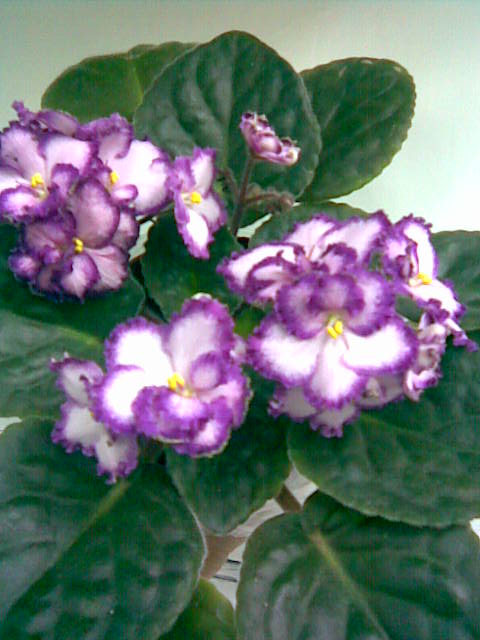  Бани.jpg