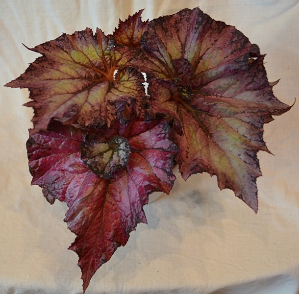 Сатин Шэл-30.JPG