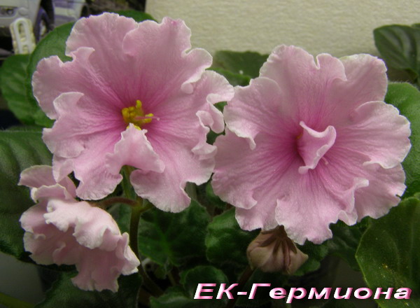 -Гермиона.jpg