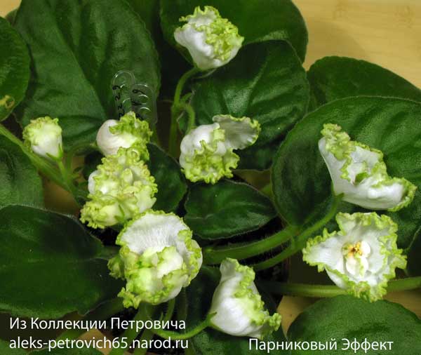-Эффект.jpg