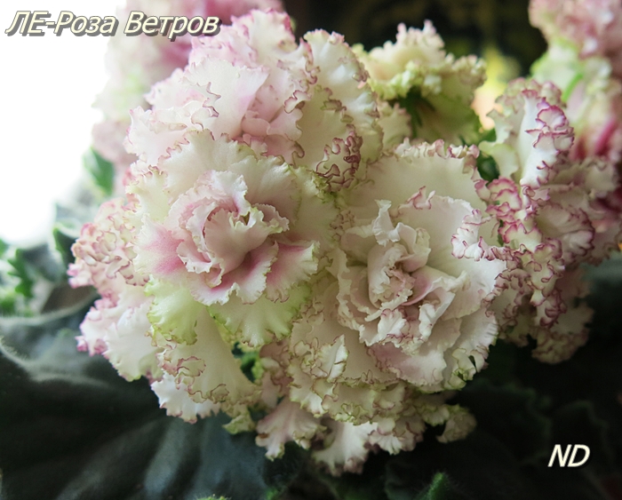 -Роза Ветров3.JPG