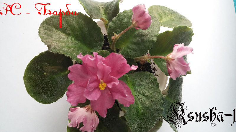 РС-Барби 3.jpg