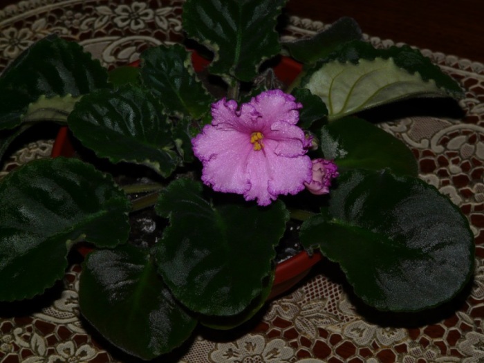 ЕК А.Пугачева.jpg