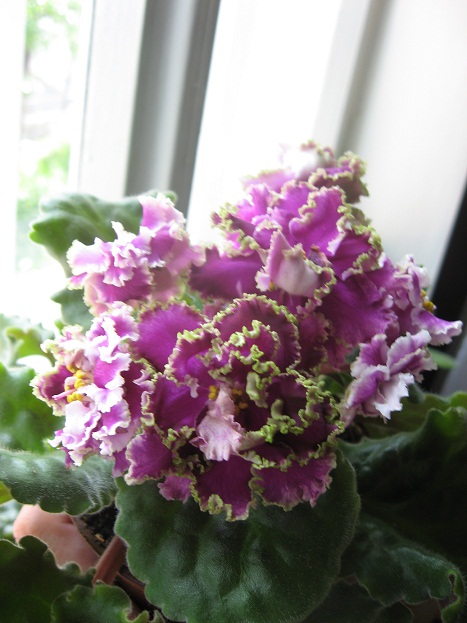 ек ск ирис45.jpg