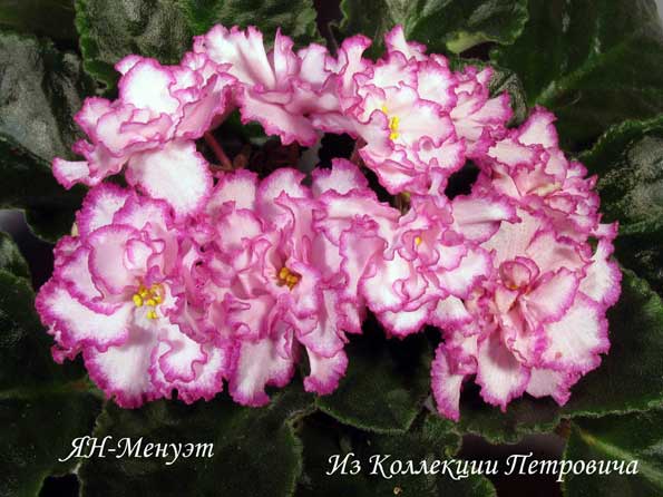 -Менуэт.jpg