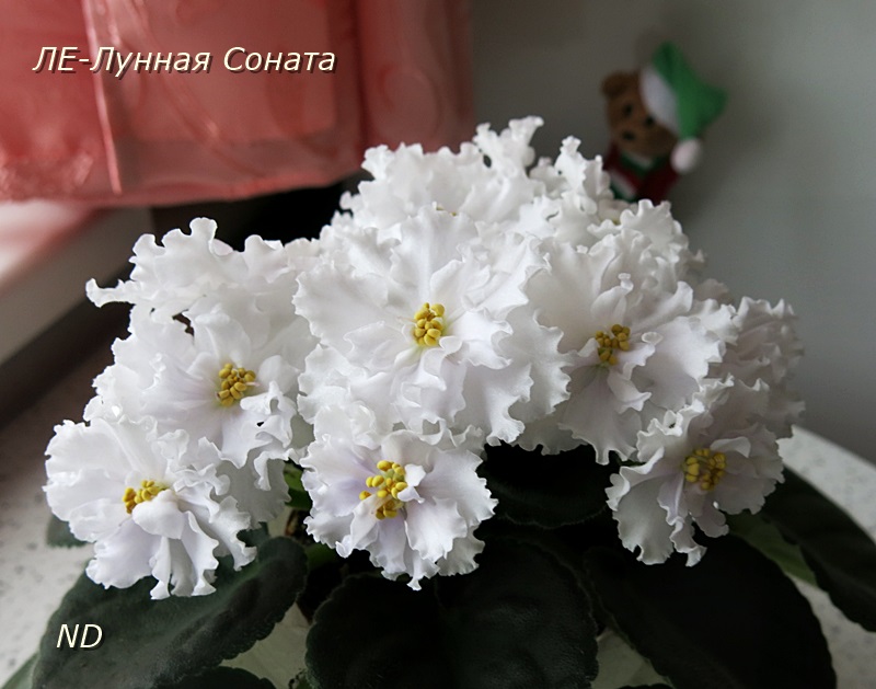 ЛЕ-Лунная Соната5.JPG