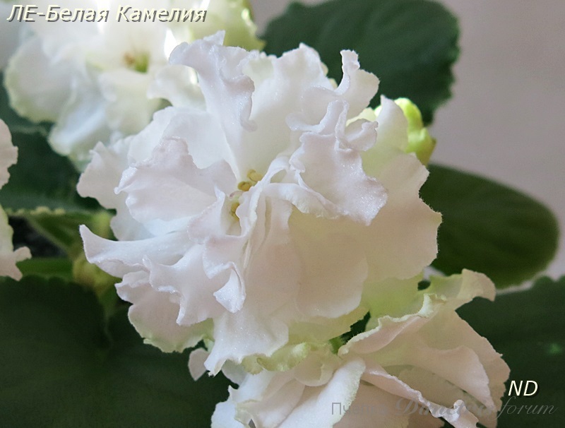 ЛЕ-Белая Камелия5.JPG