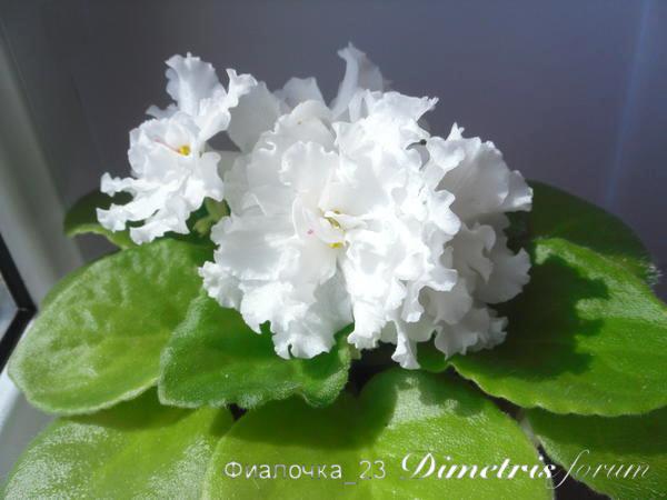 -Иришка 6см.jpg