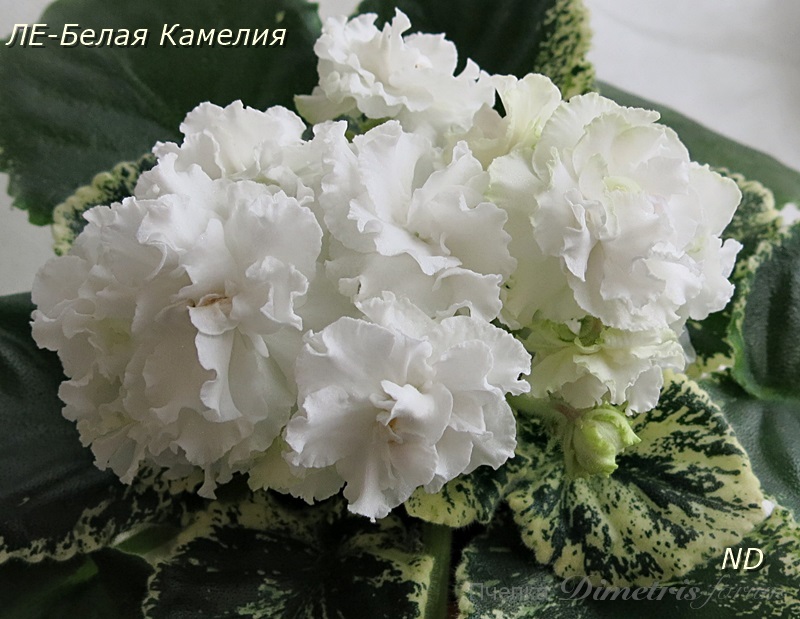 ЛЕ-Белая Камелия7.JPG