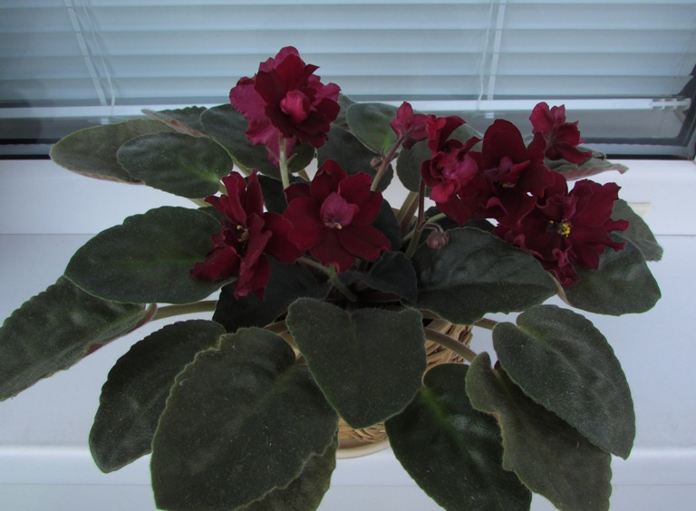 -Красный Бархат7.JPG