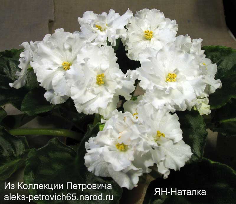 -Наталка.jpg