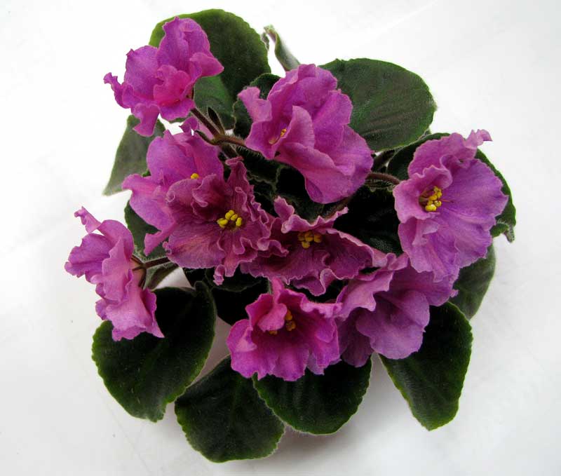 - Королевский Рубин-014-1.jpg