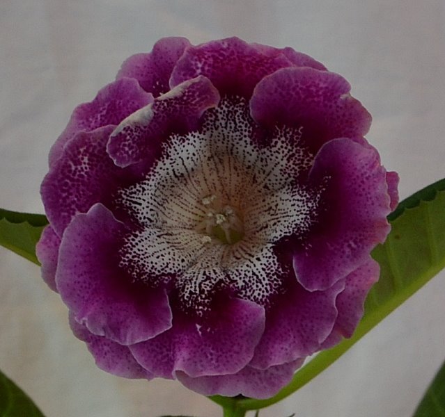 АО-Сиреневый Муар-портрет0.JPG