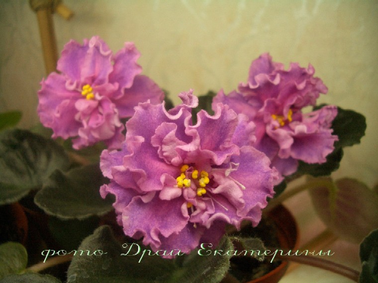 -Богиня Красоты.jpg