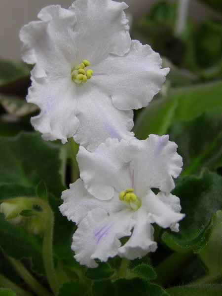 -Милки Уэй.jpg