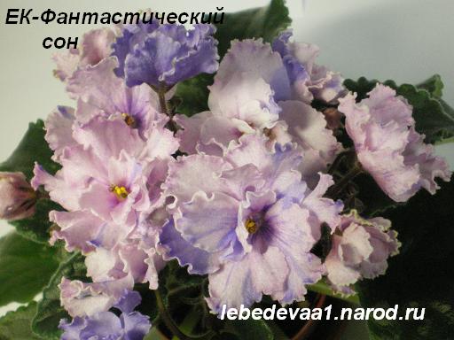 -Фантастический сон 14.04.09 (30) 20-20 1 текст.JPG