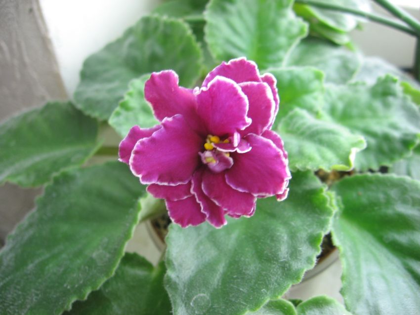 ЕК-Магия любви_1473.jpg