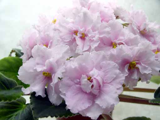 -Розовые Сны.jpg