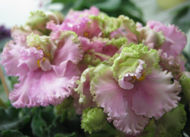 -Зелёная Роза.JPG