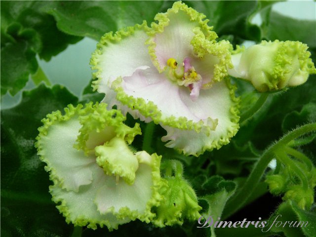 -Зеленый Атолл.jpg