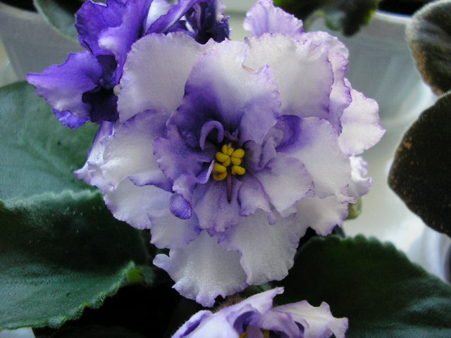 -Снежный Барс 1.jpg