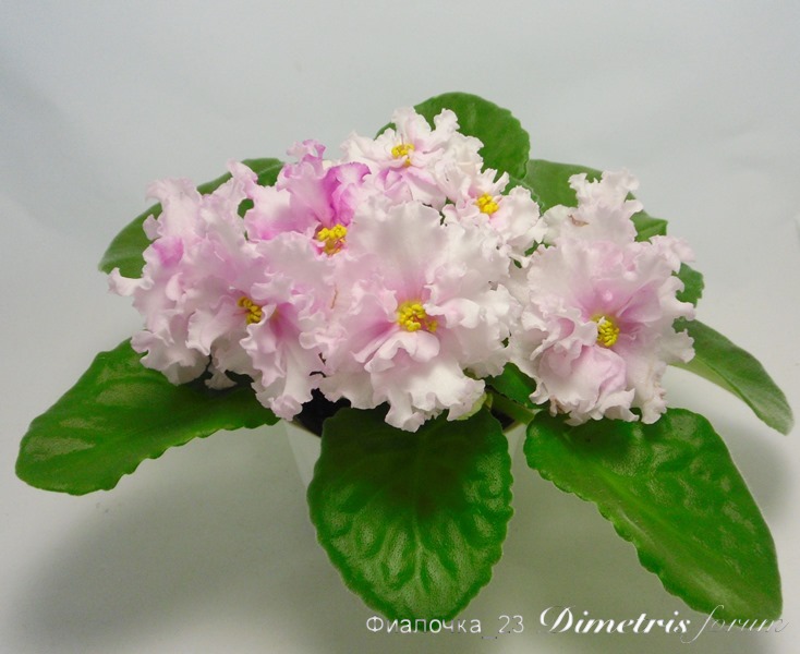 ЕК-Богиня Красоты спорт1.JPG