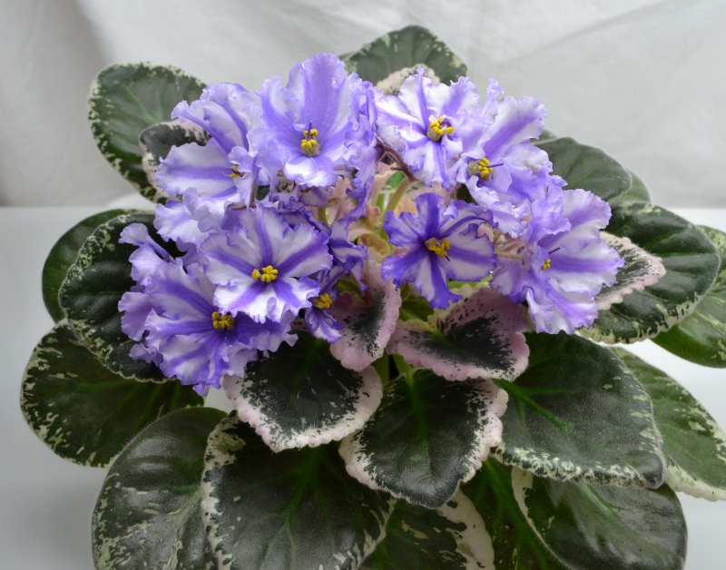 РС-Колесо Фортуны 1.JPG