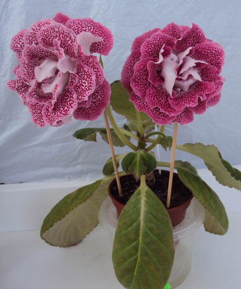 -Жара, май 2013.JPG