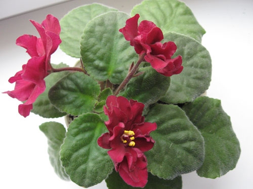 ЕК-Бой-Быков 2.12.jpg