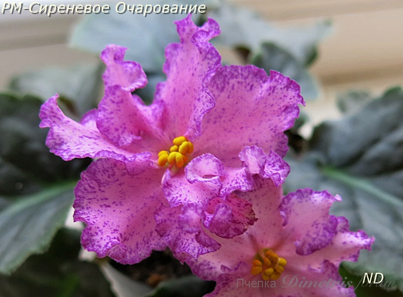 РМ-Сиреневое Очарование.JPG