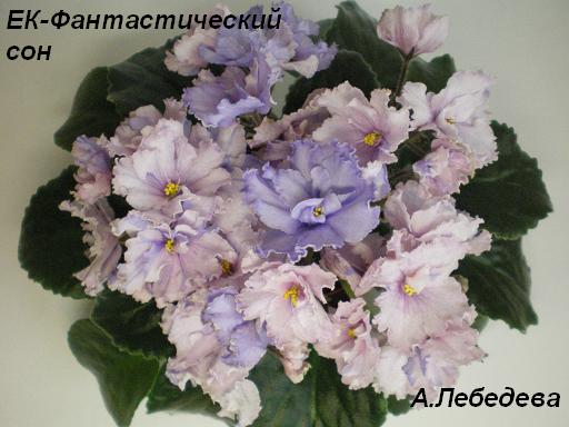 -Фантастический сон 26.04.09 (17) 20-20 1 текст.JPG