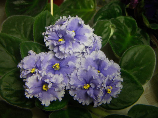 -Небесные Ласточки.JPG