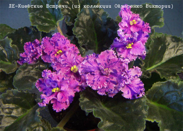 -Киевские Встречи.jpg