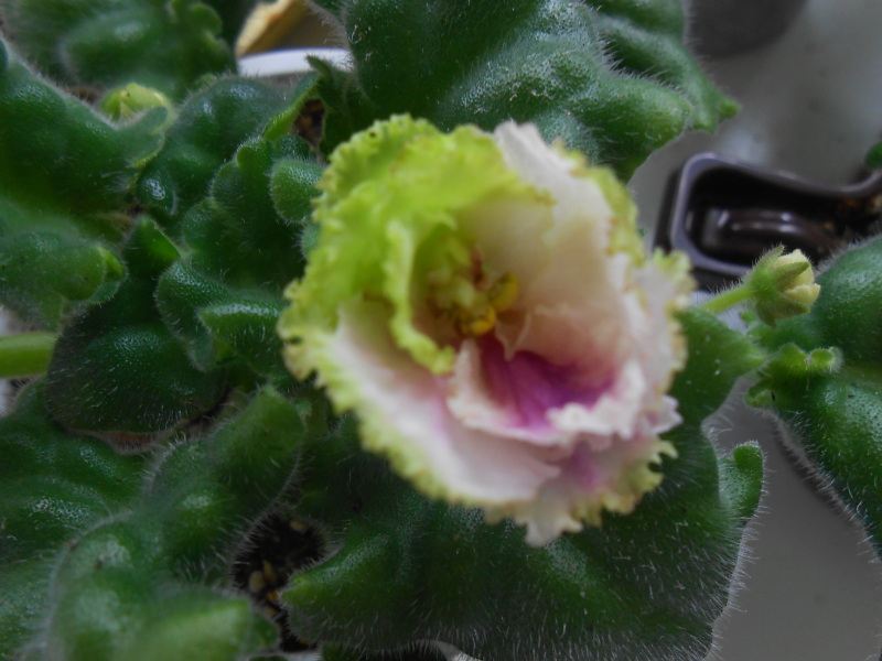 -Зелёная Роза (2).JPG