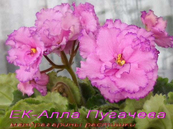 ЕК-Алла Пугачева 2.jpg