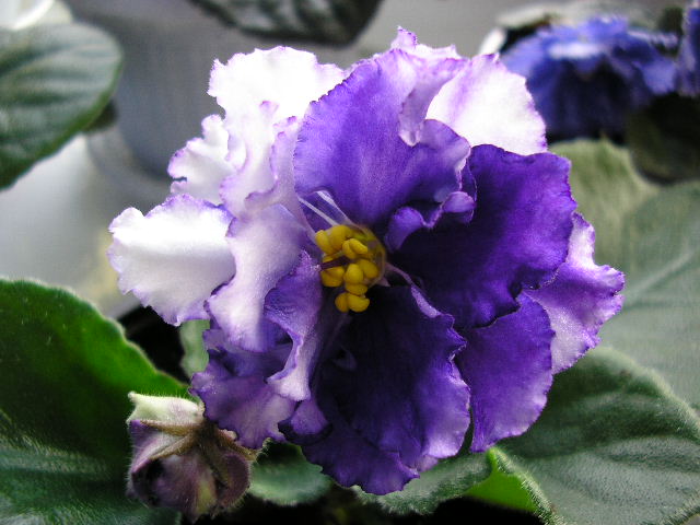 -Снежный Барс 2.jpg