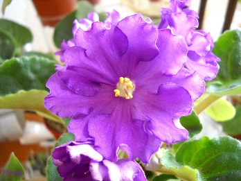 ЕК - Евгения (2).JPG