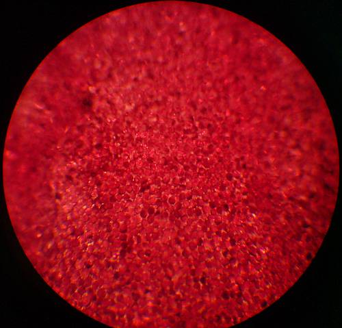 -Красный Бархат.jpg