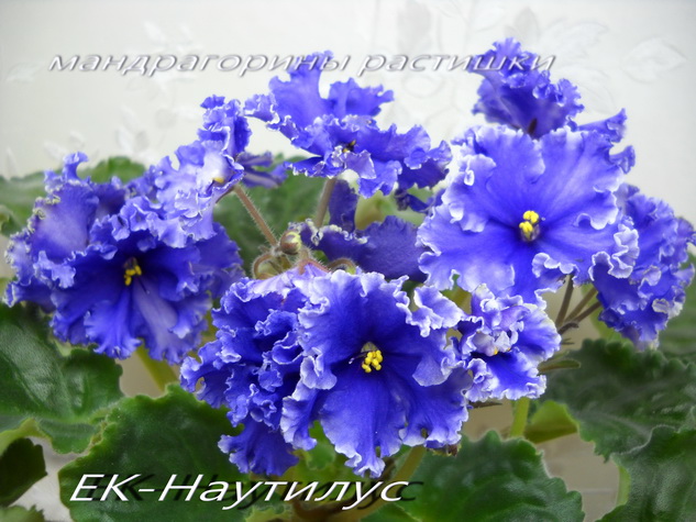 ЕК-Наутилус а.jpg