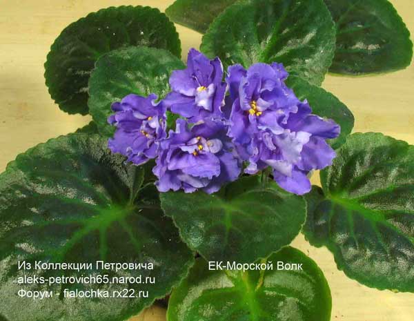 -Морской-Волк.jpg