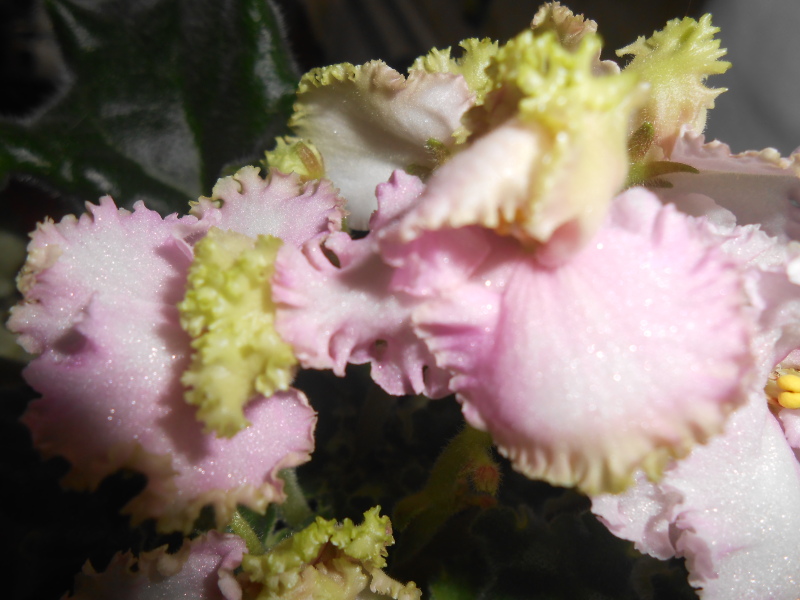 -Зелёная Роза.JPG