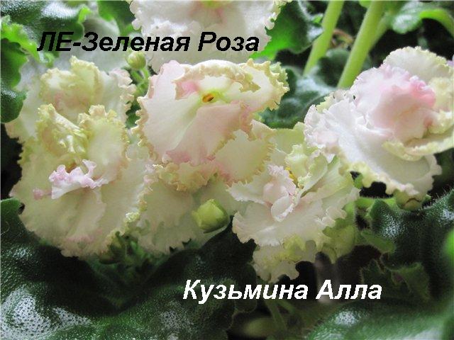 -Зеленая Роза.JPG