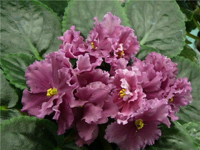 -Песня Любви.jpg