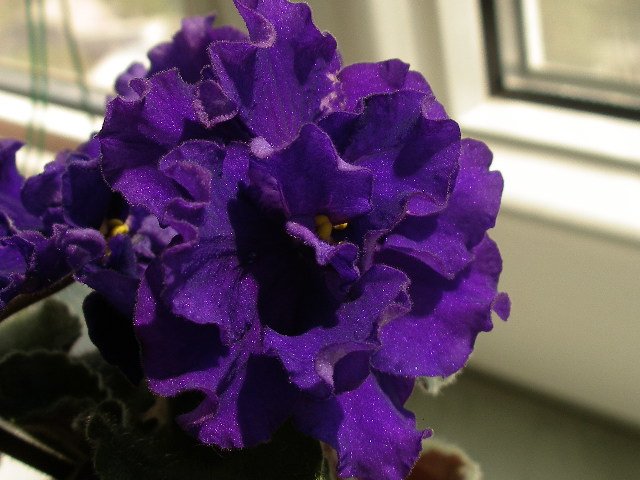 -Бархатный Блюз.jpg