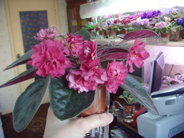 -Рябиновый Костер.jpg