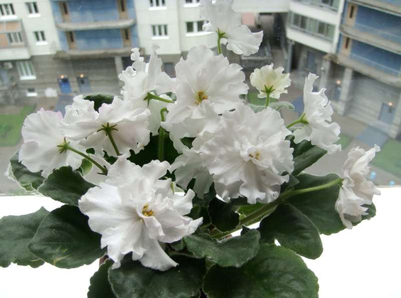 -Белая Королева.jpg