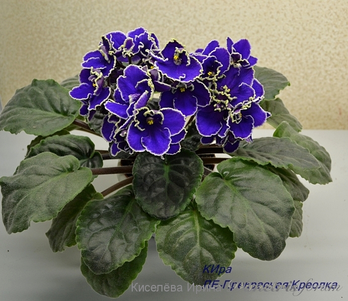 -Прекрасная Креолка 4 ноября.JPG