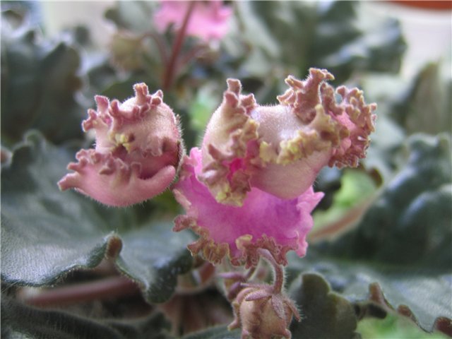 -Фуксивые Рюши.jpg